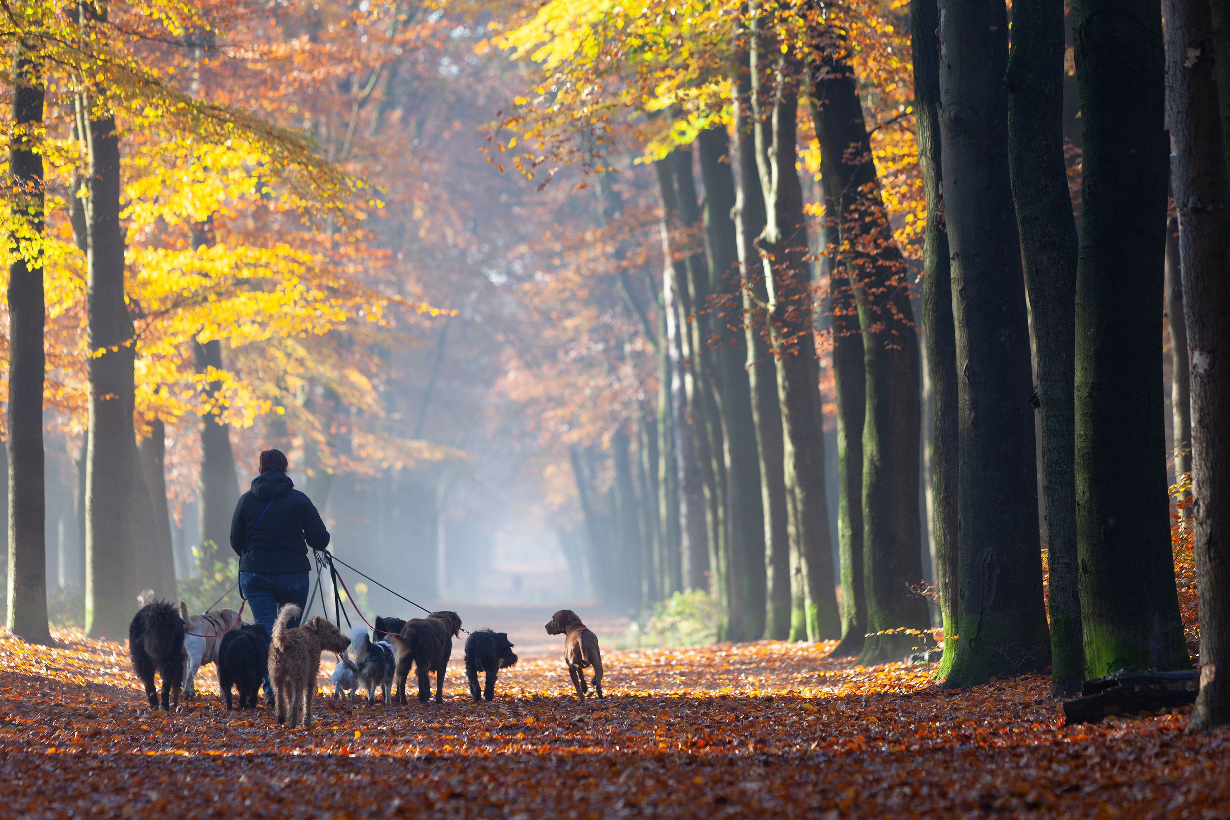 Dog Walker Insurance Texas