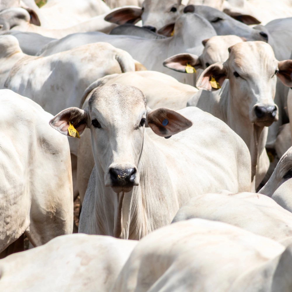 Cattle Mortality Insurance Texas