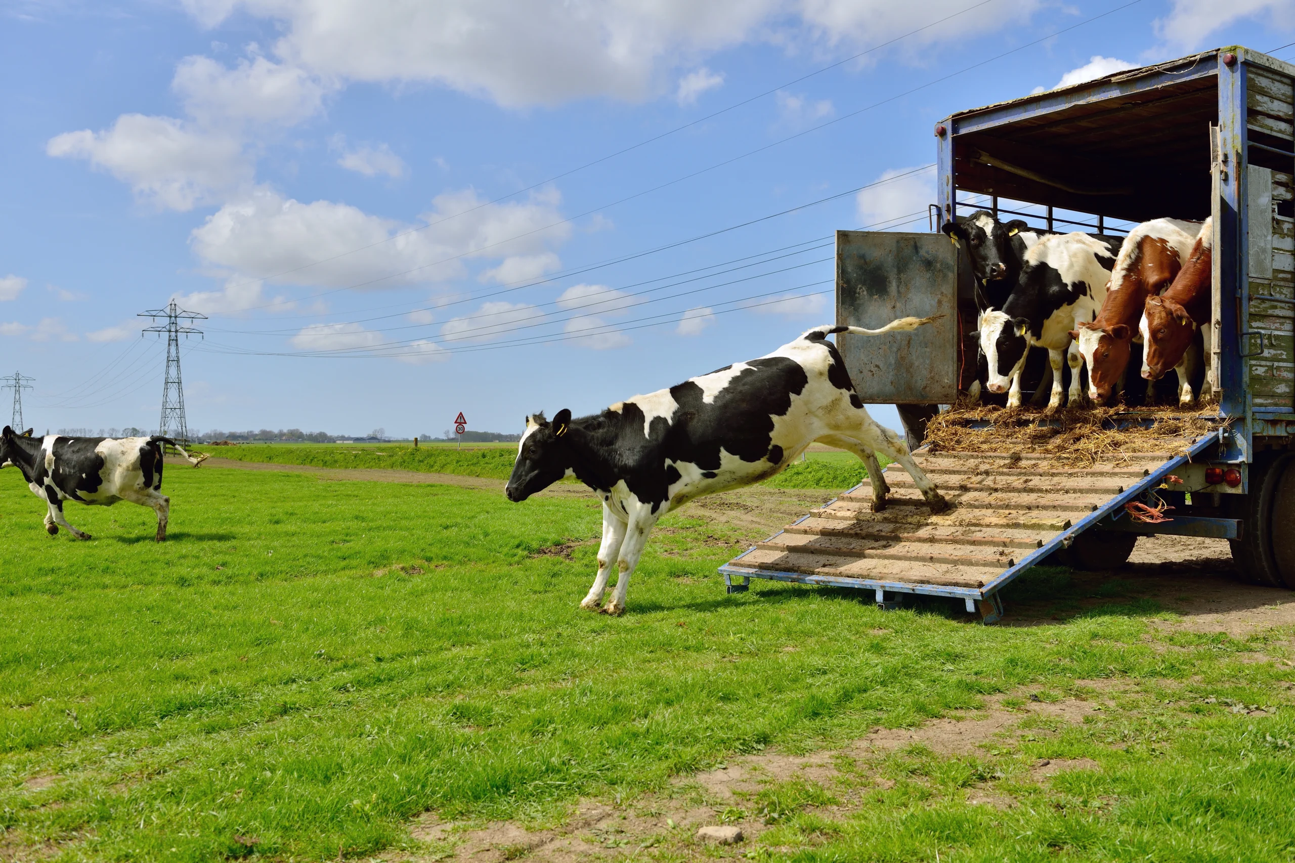 Cattle Mortality Insurance Texas