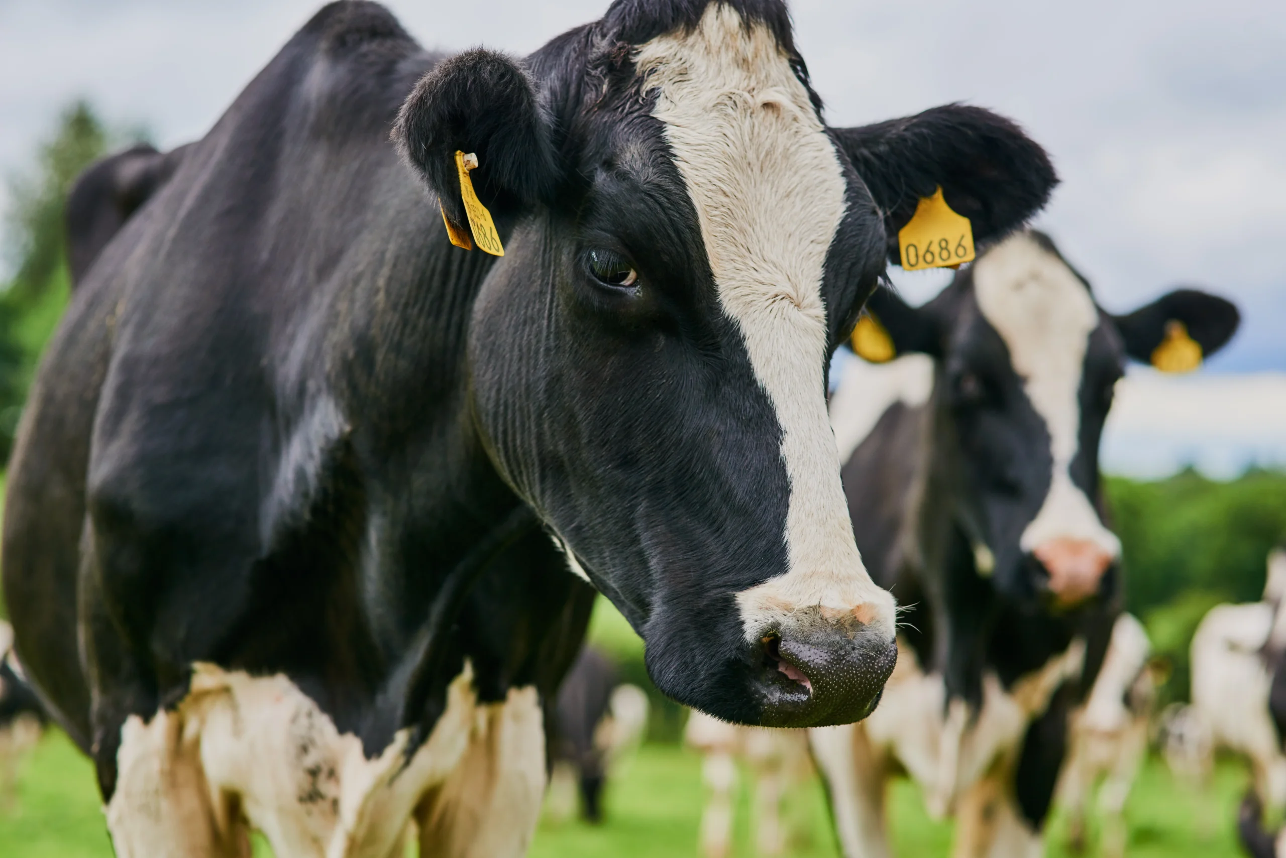 Cattle Mortality Insurance Texas