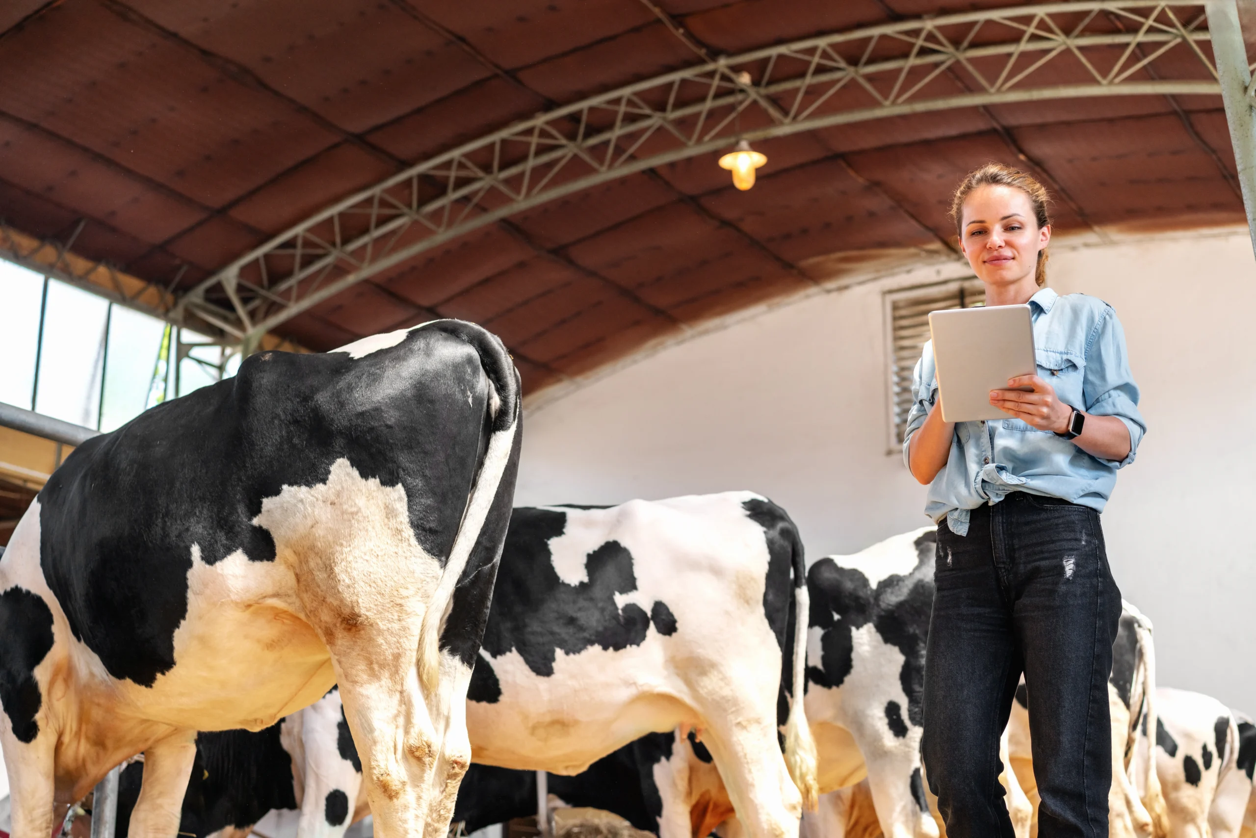 Cattle Mortality Insurance Texas