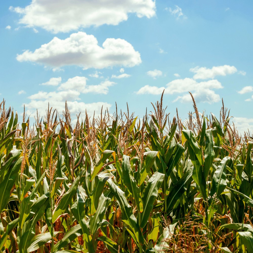 Multi-Peril Crop Insurance Texas