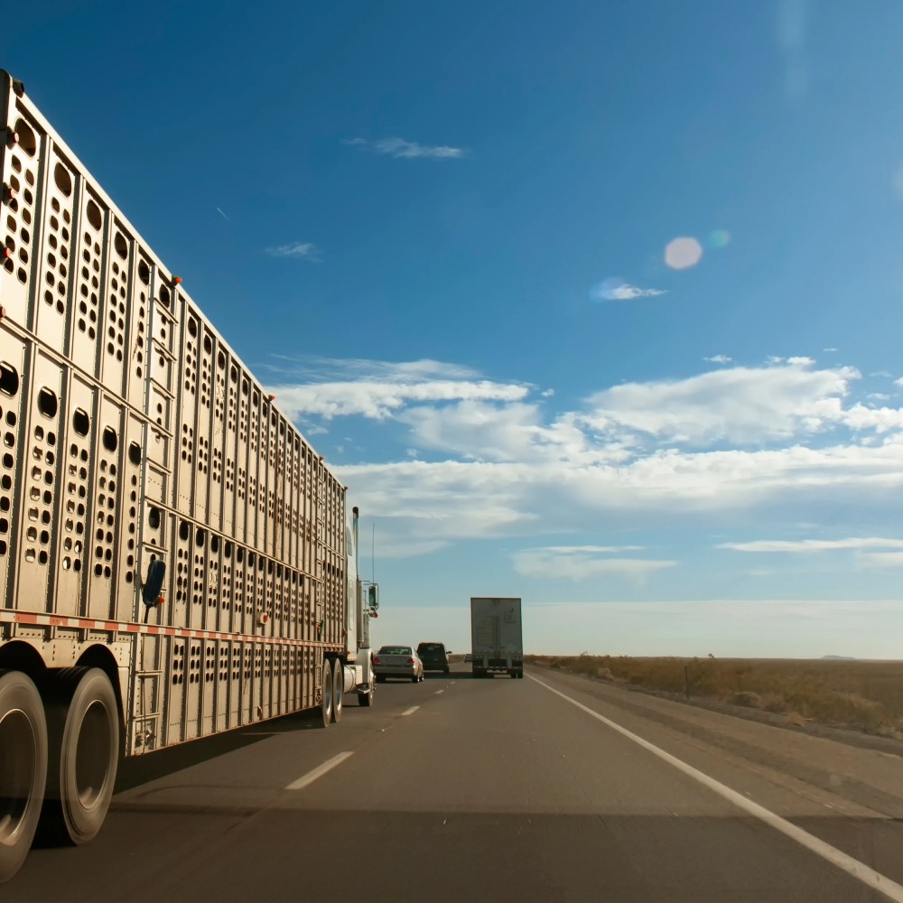 Livestock Hauling Insurance Texas