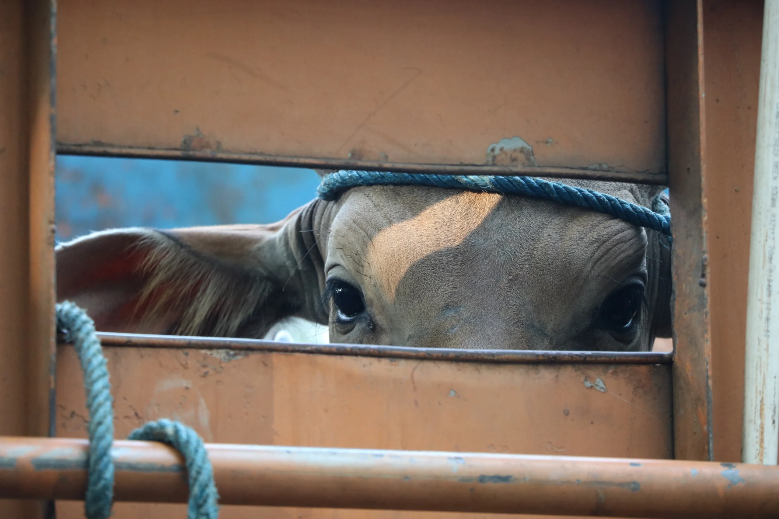 Livestock Hauling Insurance Texas
