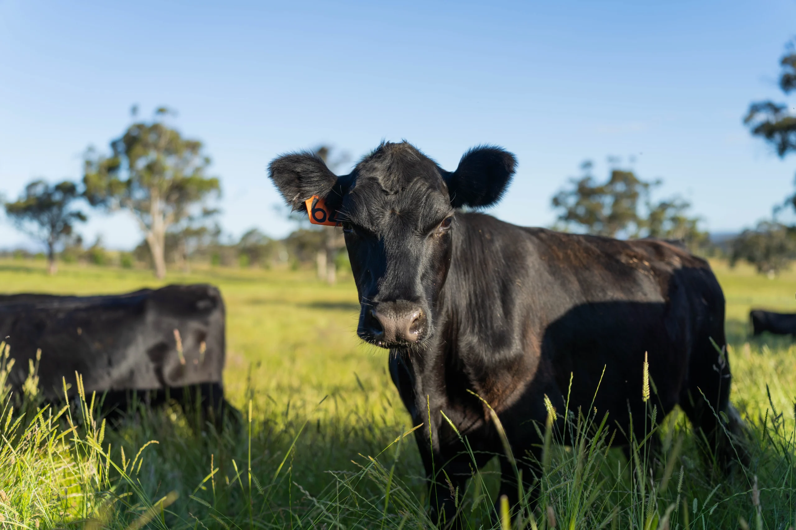 Pasture Rangeland and Forage (PRF) Insurance Texas