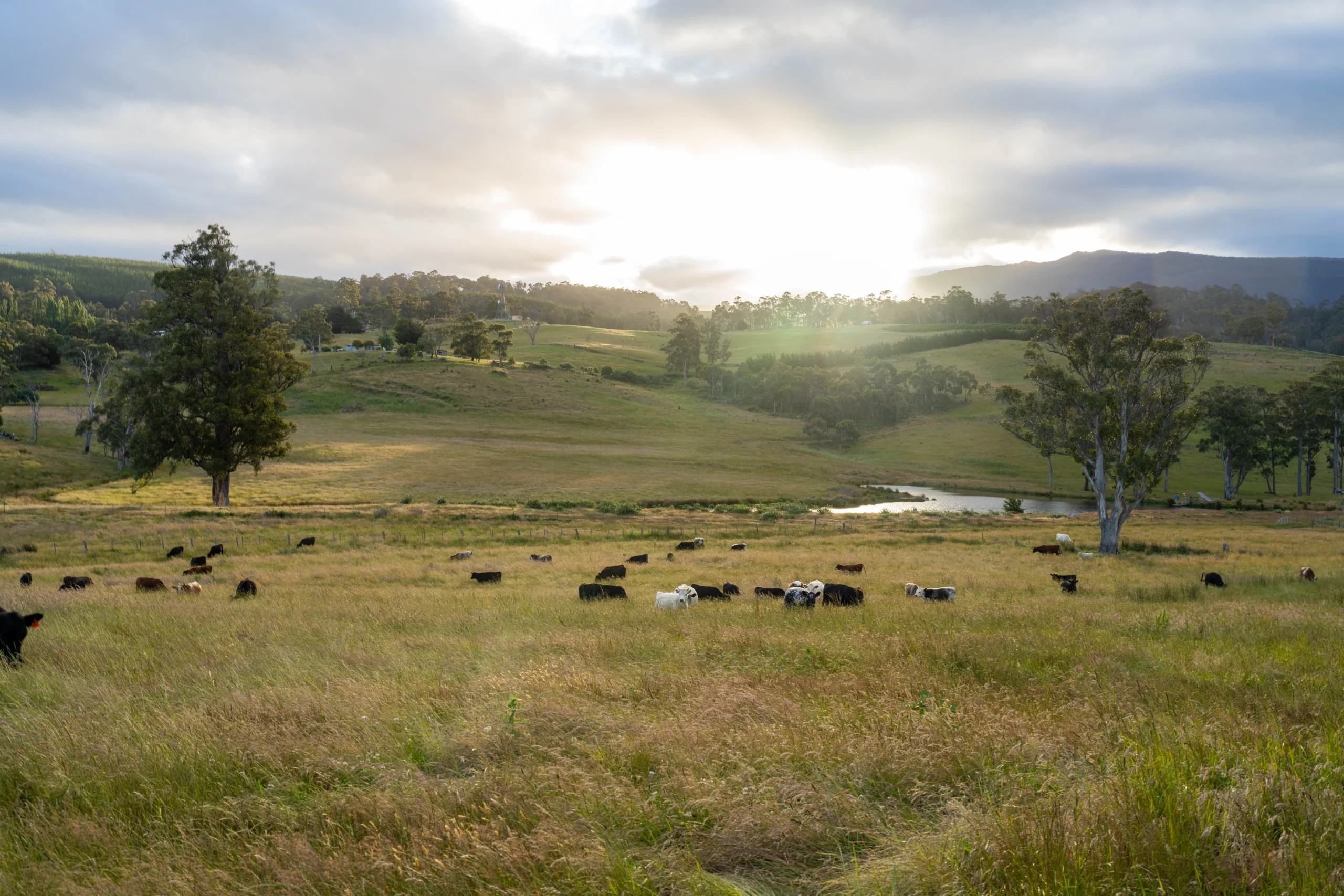Pasture Rangeland and Forage (PRF) Insurance Texas